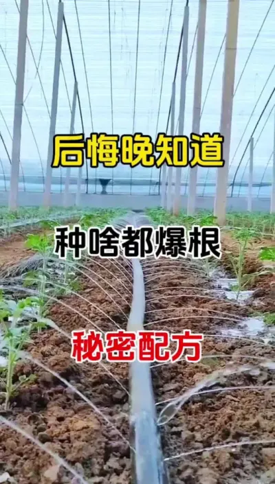 浇水时加上它，三天叶片浓绿肥厚，植株健壮产量丰#三农种植 #种植小技巧 #抖音助农 #生根壮苗