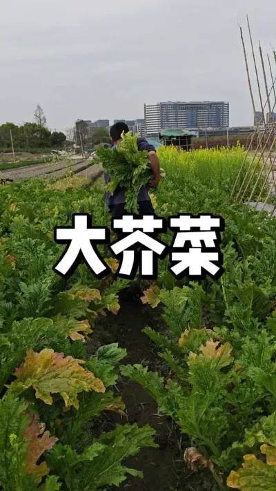 大芥菜采摘，留一部分种子秋天送大家 