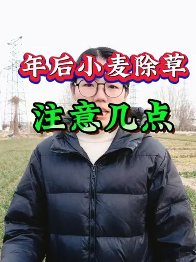 年后给小麦除草注意以下几点！#小麦除草剂 #小麦 #农业 #三农 #小麦种植