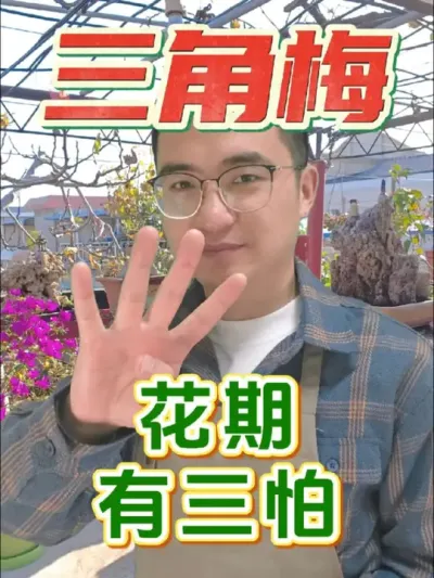 三角梅长花苞以后，一定要注意这三件事！ #养花 #三角梅 #磷酸二氢钾