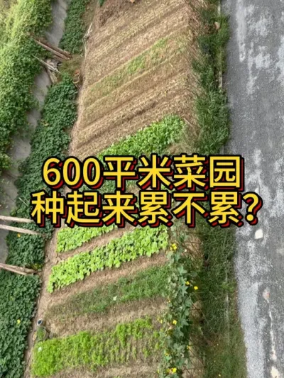 600平米菜园种起来累不累 不用担心，我们电气工程师爸爸帮我挑了一款电动式微耕机，特别省力的一点气都不喘#耕地机 #我的小菜园 #我爱种菜 #种植小技巧 #园艺工具