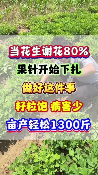 当花生谢花80%，开始进入下针期，做好这件事，籽粒饱满产量高，目标轻松1300斤！#花生种植  #花生高产  #花生种植管理技术  #花生施肥#农业种植