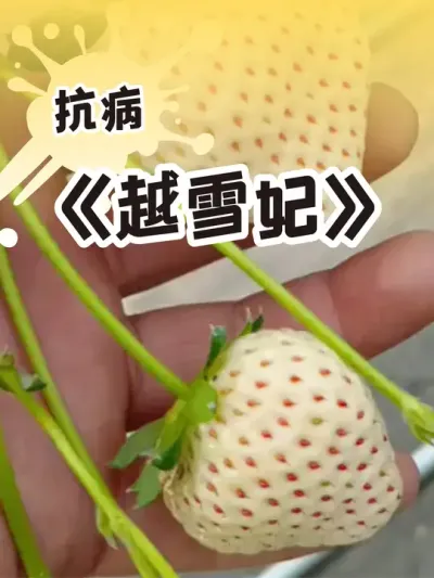 越雪妃草莓 种过的出来说两句呗#记录我的种植生活 #盆栽草莓 #绿色生态农业 #种草莓 #三农