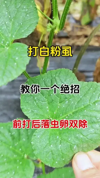 打白粉虱，教你一个绝招，前打后落虫卵双除#番茄种植 #三农种植 #白粉虱的防治方法