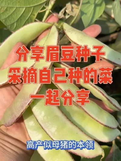 高产似母猪的紫眉豆，引来众多种植爱好者的喜欢，女主赶紧把种子全部分享给大家 #眉豆 #种植小技巧 #蔬菜种子 #强迫症治愈系 #我的小菜园