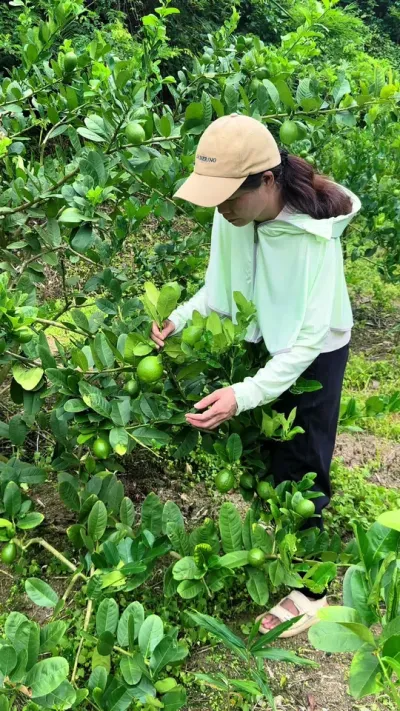 喜欢柠檬，不用买，教你这样繁殖，就有种不完的柠檬树#养花小知识 #扦插#柠檬树