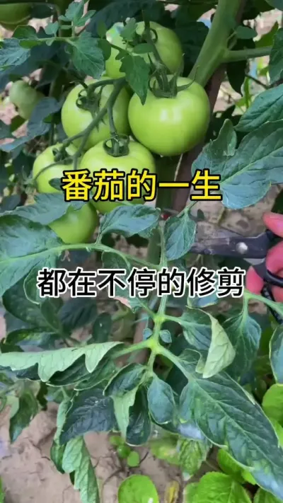 番茄的一生都在不停的修剪#番茄种植 #番茄种植技术 #三农种植