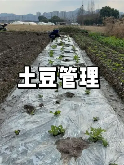 土豆怎么管理，做好这几步自由生长 #种菜 #农业种植 #种植 #三农
