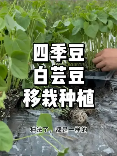 豆角怎么种，四季豆白芸豆移栽方法 #农业种植 #三农 #种菜