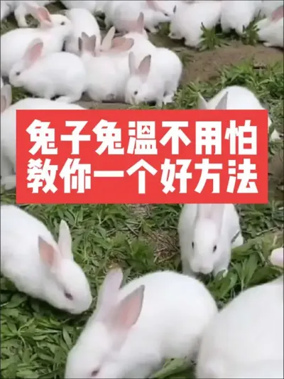 兔子兔温不用怕，教你一个好方法 #三农#养殖#兔子#养兔子#养兔人