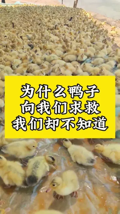 鸭子求救我们不知道呢#养鸭人 #肉鸭养殖 #禽病技术指导 #番鸭 #养殖技术交流