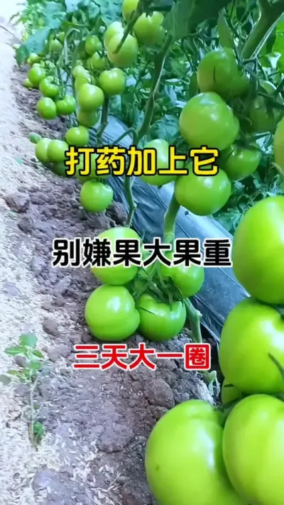 只要想果子大，果子重量沉甸甸，一招搞定#果实膨大秘方 #三农种植 #膨果上色
