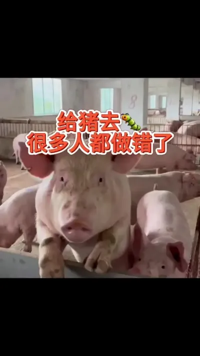 #每天分享实战养猪经验 #猪喂什么饲料长得最快 #服务三农支持三农 #每天分享养殖小知识 #全国养猪人