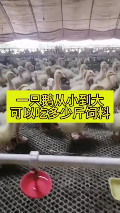 #养鹅人 #肉鹅养殖 #禽病防治 #养鹅技术 #养殖