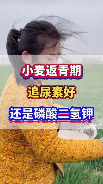 小麦返青期追尿素好还是追磷酸二氢钾好？#小麦种植  #小麦高产 #小麦追肥 #小麦种植管理技术