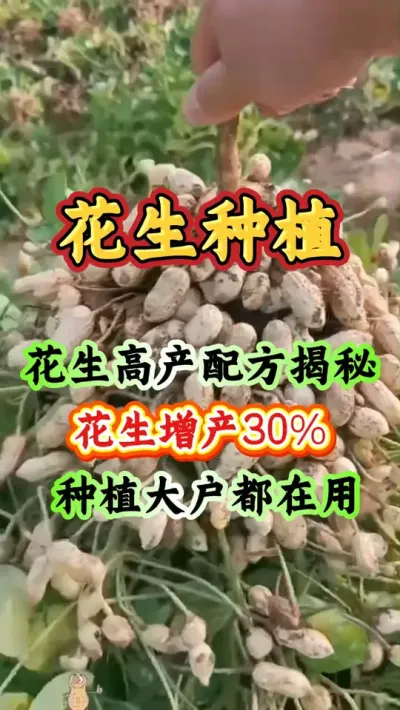 一棵花生种子能结几百颗花生，高产配方揭秘#花生种植管理技术  #花生的种植方法  #花生种植 #花生高产 #服务三农支持三农