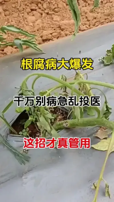 根腐克星#根腐病怎么治 #根腐病怎么防治 #番茄种植 #三农种植 #无限回购的宝藏单品