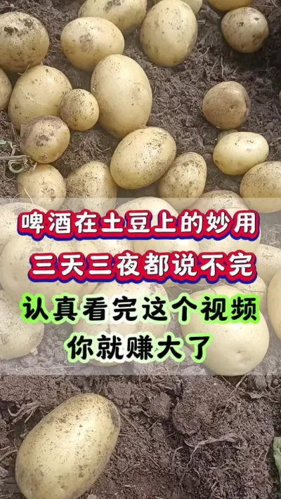 啤酒在土豆上的妙用，三天三夜说不要#土豆种植 #马铃薯种植 #洋芋 #土豆高产种植