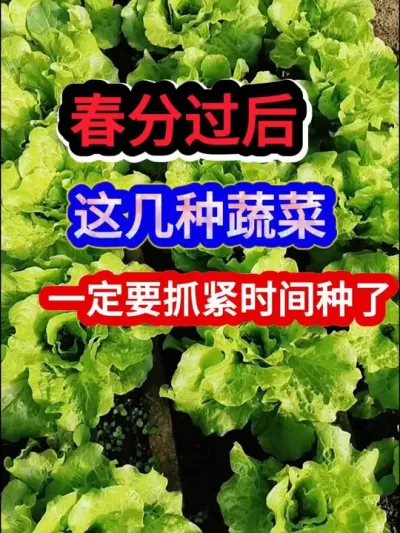 春分过后这几种蔬菜一定要抓紧时间种了 #农业种植 #种植小技巧 #蔬菜种植 #三农 #分享农业知识帮农民增产增收