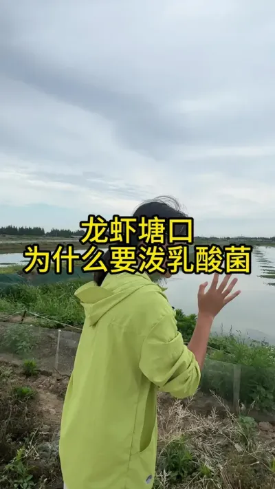 龙虾塘口为什么要泼乳酸菌！！！ #渔多多养殖模式 #新农人计划2025 #三农 #小龙虾养殖 #水产养殖技术