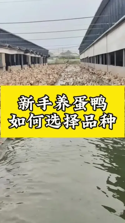 新手养蛋鸭，如何选择品种#养鸭人 #肉鸭养殖 #养鸭技术#养鸭技术分享 #养鸭流程