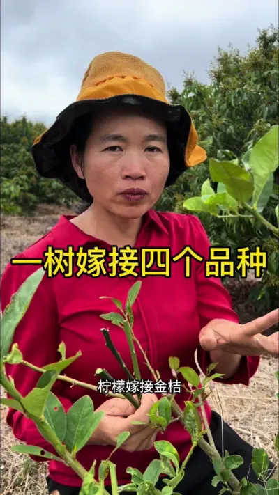 一棵树嫁接四个品种教程#嫁接技术 #2024新农人计划 #dou来广东百千万 #青dou计划
