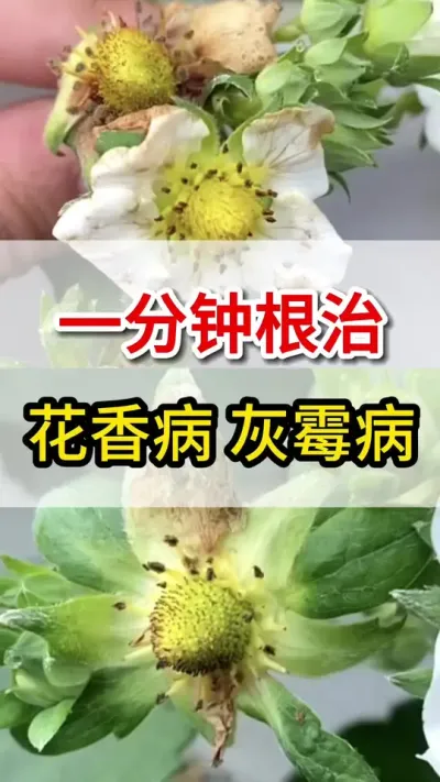灰霉病花香病灰霉病大爆发教你一招解决不复发#灰霉病