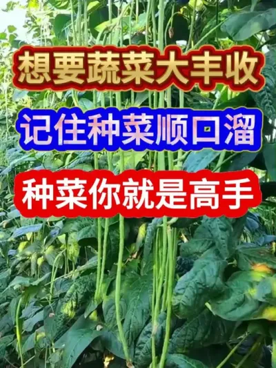 想要蔬菜大丰收记住种菜顺口溜种菜你就是高手 #蔬菜种植 #农业种植 #种植小技巧 #服务三农支持三农 #关注我一起学种菜