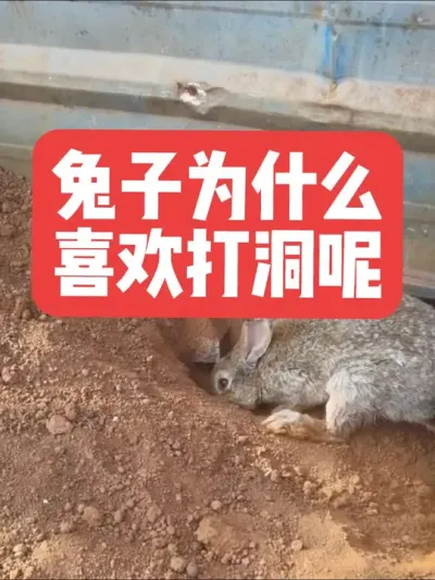 兔子为什么喜欢打洞呢？ #兔子#三农#养殖#养兔子