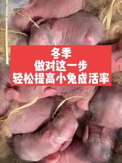 冬季仔兔出生后，做对这一步，轻松提高成活率 #兔子#养殖#三农#养兔人