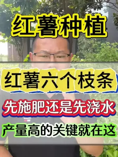 红薯六个枝条先施肥还是先浇水，产量高的关键就在这里 #红薯 #红薯种植 #红薯高产种植 #红薯高产 #红薯种植技术