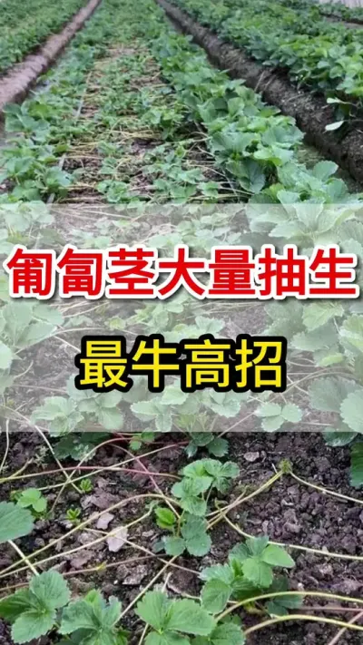 草莓匍匐茎大量抽生，一个高招搞定#匍匐茎#三农