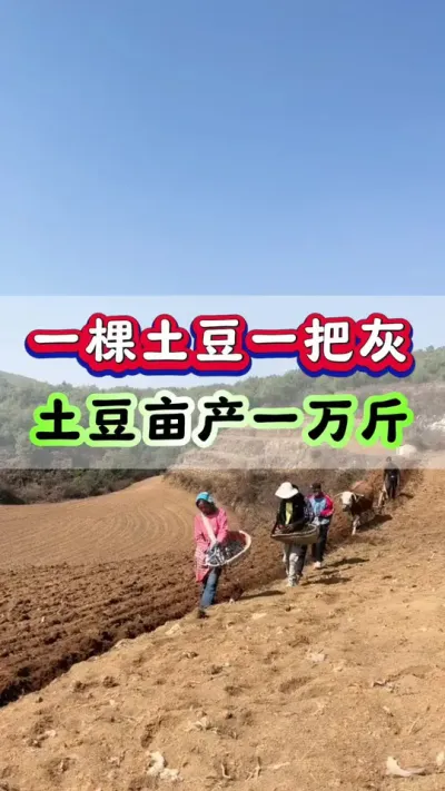 一棵土豆一把灰，土豆亩产破万斤#洋芋 #马铃薯 #土豆高产种植 #土豆种植 #栽洋芋