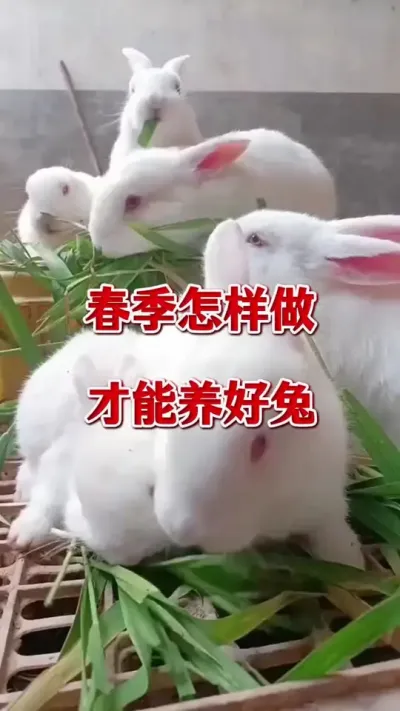 春季养兔要注意哪些？怎样做才能保养好兔子？#养兔人 #兔子 #肉兔养殖 #养兔技术 #养兔子注意事项