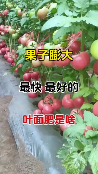 膨果最快的叶面肥是啥？它不是氮磷钾#膨果肥配方 #西红柿膨果专用叶面肥 #番茄种植 #农业