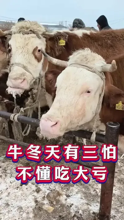 视频同款可根据提示购买 第1步：左下角点开我的头像 第2步：点击&ldquo;商品橱窗&rdquo; 第3步：（视频同款全驱净），下单就可以了