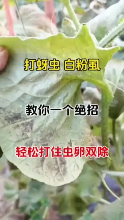 打蚜虫白粉虱教你一个绝招虫卵双除#每天分享农业小知识 #三农小知识 #虫害防治