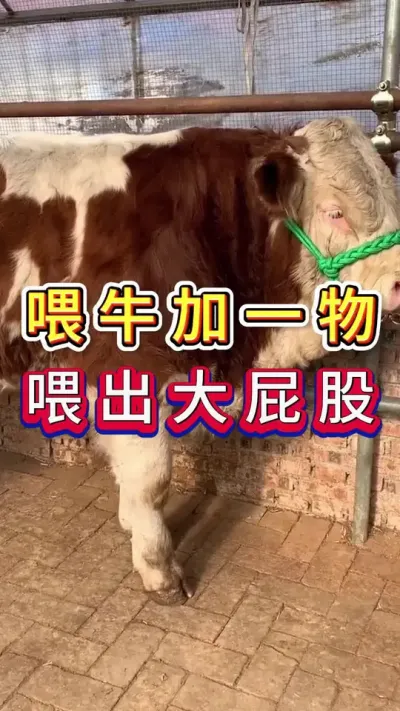 喂牛加一物养出大屁股#养牛人#三农#养牛#养殖
