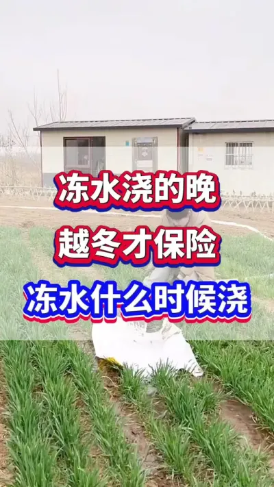 小麦冻水浇的晚，越冬才保险？#小麦种植 #小麦越冬水 #小麦浇水 #小麦种植管理技术 #农业种植
