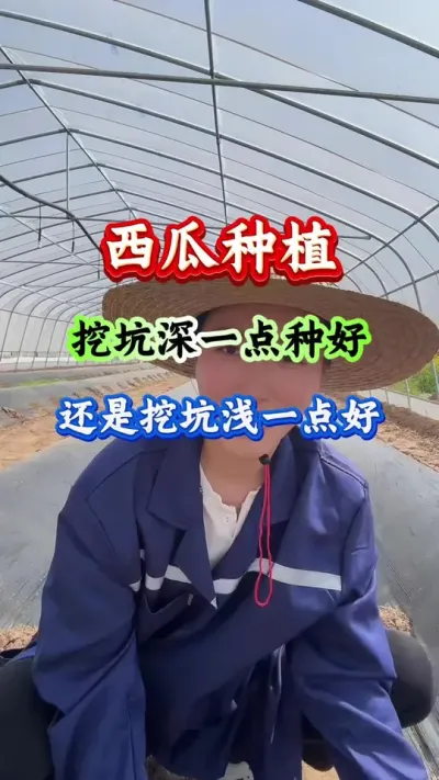 西瓜种植 种西瓜是挖坑深点种好还是还是挖坑浅一点好 #西瓜种植 #西瓜管理 #西瓜高产 #病害防治