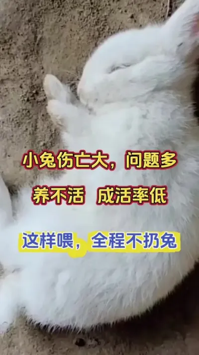 小兔养不活，问题多。成活率低，学会这样喂全程不扔1只兔#养兔 #兔子养殖 #养兔人 #散养兔