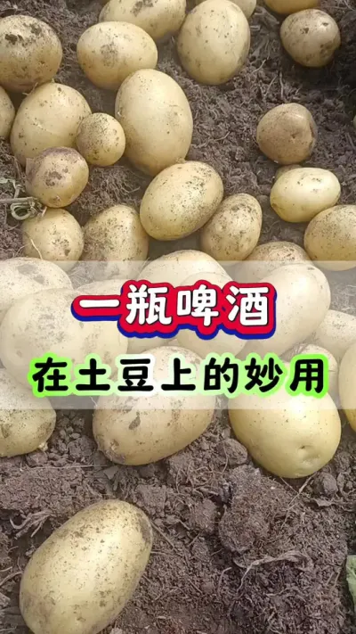 一瓶啤酒在土豆上的妙用#洋芋 #马铃薯 #土豆高产种植 #土豆种植 #栽洋芋