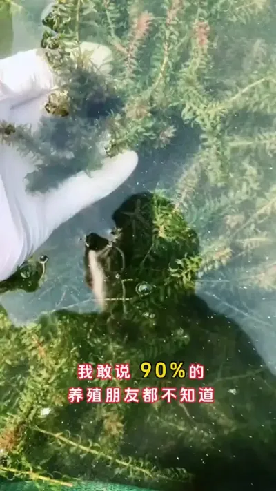 如果我不告诉你，你就是在搞5年也不会处理草挂脏。#大闸蟹养殖 #螃蟹养殖 #河蟹养殖 #鱼虾蟹养殖 #三农 @DOU+小助手