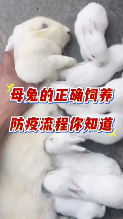 母兔的正确饲养防疫流程大全，学会全程不扔兔#兔子 #养兔人 #兔子养殖 #养兔