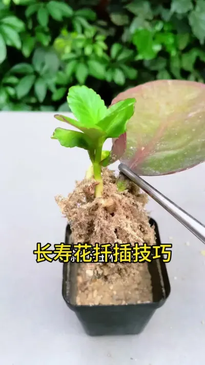 喜欢长寿花，不用花钱买，学会这两招，就有种不完的花#种植小技巧 #长寿花#扦插