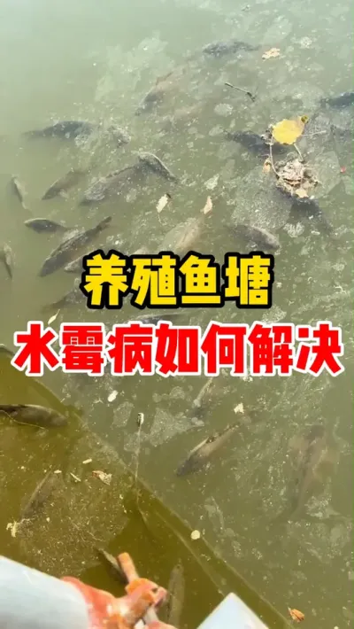 养殖鱼塘水霉病如何解决 