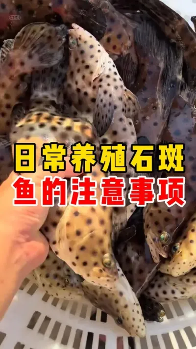 日常养殖石斑鱼的注意事项#石斑鱼 #水产养殖 #养鱼日记 #养鱼#养鱼养心  @抖加🔥上热门🔥dou+🔥热点宝  @DOU+小助手 