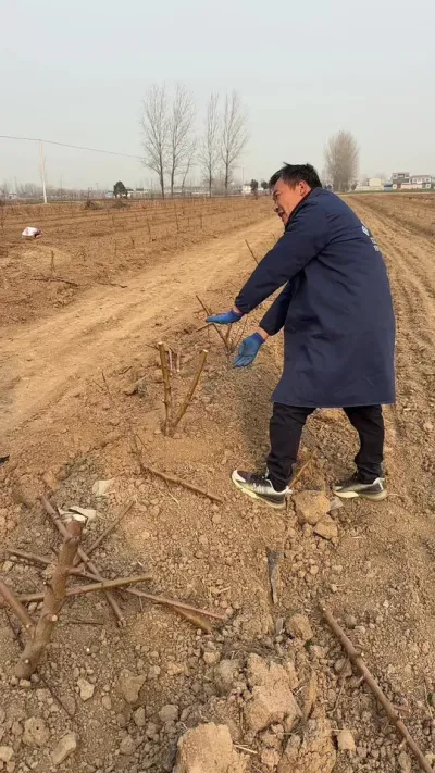 这是管理几年的的老师来，有时候越是老师越不听别人的建议、补的树Y字定干#传播农业小知识 #果树管理技术 #分享农业知识帮农民增产增收