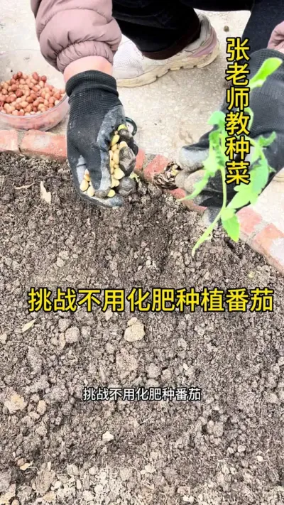 挑战不用化肥种植番茄#关注我每天分享种植知识 #关注我一起学种菜 #种植小技巧 #西红柿种植技术 #番茄种植