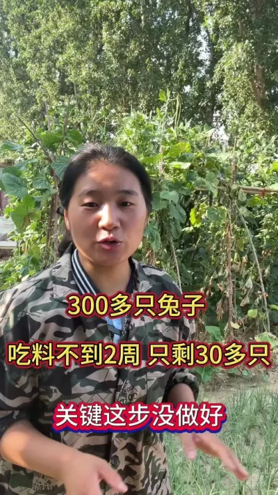 300多只兔子，吃料不到2周，只剩30多只，关键这步没做好#养兔人 #兔子 #肉兔养殖 #兔子养殖